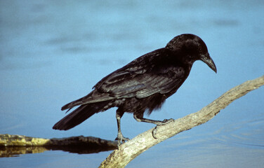 Corneille d'Amérique,.Corvus brachyrhynchos, American Crow