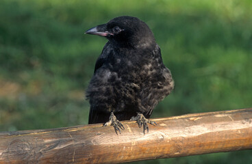 Corneille noire, Corvus corone, Carrion Crow