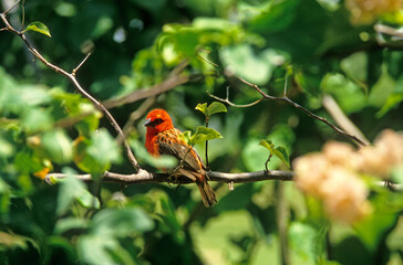 Foudi de Madagascar, Foudi rouge,.Foudia madagascariensis, Red Fody, Madagascar