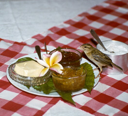 Foudi de Madagascar, Foudi rouge,.Foudia madagascariensis, Red Fody, Madagascar