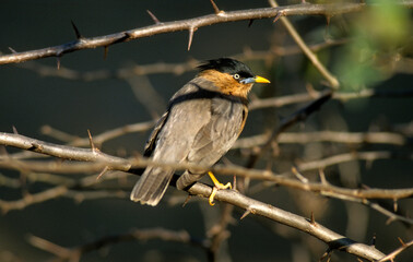 Étourneau des pagodes,.Sturnia pagodarum, Brahminy Starling