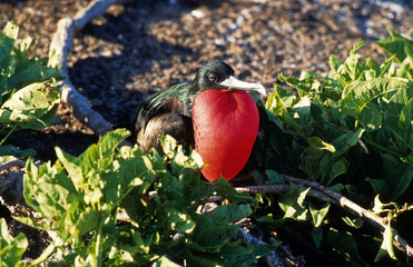 Grande frégate, Frégate du Pacifique,.Fregata minor, Great Frigatebird, archipel des Galapagos