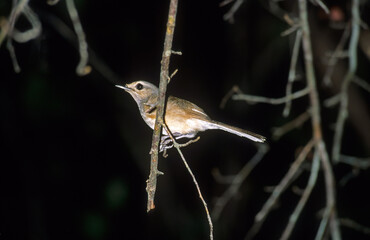 Dyal Malgache, Shama de Madagascar,.Copsychus albospecularis, Madagascar Magpie Robin, Madagascar