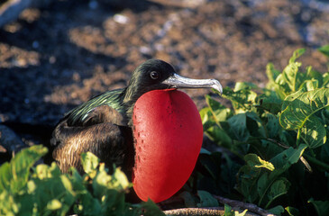 Grande frégate, Frégate du Pacifique,.Fregata minor, Great Frigatebird, archipel des Galapagos