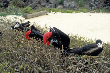 Grande frégate, Frégate du Pacifique,.Fregata minor, Great Frigatebird, archipel des Galapagos
