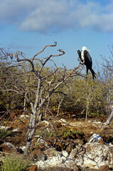 Grande frégate, Frégate du Pacifique,.Fregata minor, Great Frigatebird, archipel des Galapagos