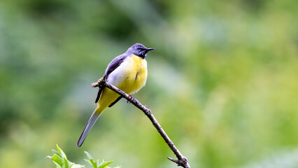 Grey Wagtail - Motacilla Cinerea