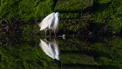 Little Egret - Egretta garzetta - Reflection