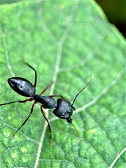 Close-up of weaver ants, weaver ants or rangrang ants, and macro weaver ants in a green leaf. A black ant on dark green leaf 