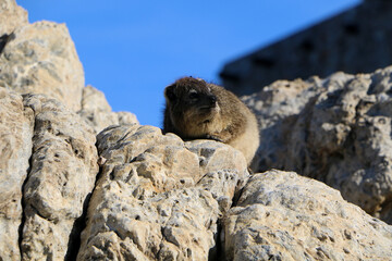 Rock hyrax