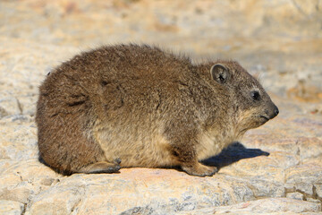 Rock hyrax