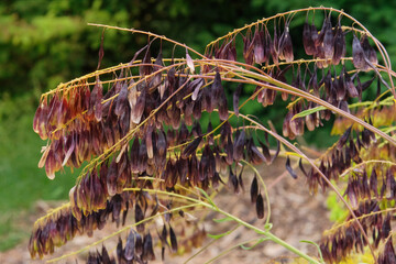 Isatis in mountain. Flowers blooming. Cottage garden. Cultivated for its beauty flowers.