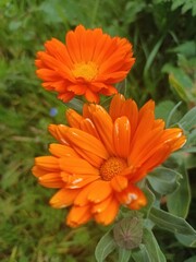 orange gerbera flower
