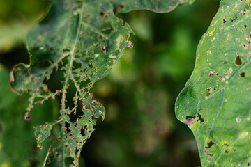 Leaves Bitten By Caterpillars
