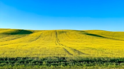 landscape with green grass and sky