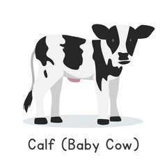 Calf (baby cow) vector illustration. Cute Holstein calf cartoon clipart, animal in flat style. Farm animals concept, rural farming. Livestock animal baby cow vector design isolated on white background