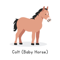 Colt (baby horse) vector illustration. Cute colt cartoon clipart, animal in flat style. Farm animals concept, rural farming. Livestock animal baby horse vector design isolated on white background