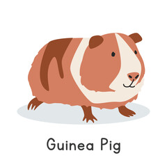 Guinea pig vector illustration. Cute Dutch guinea pig cartoon clipart, animal in flat style. Farm animals concept, rural farming. Livestock animal guinea pig vector design isolated on white background