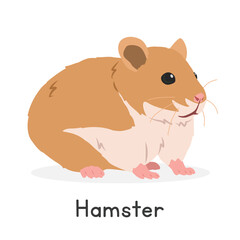 Syrian hamster vector illustration, cartoon clipart character, animal in flat style. Farm animals, small pets concept. Cute golden hamster vector design isolated on white background