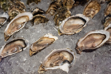 Fresh oysters on ice. Saltwater oysters dish. Healthy seafood. Gourmet and luxury food. 