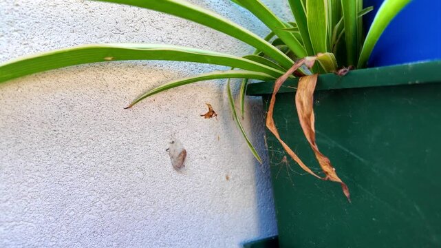 The Pholcidae spider on its web, video 4k, 60 fps