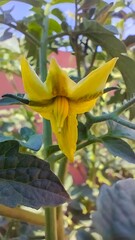 Yellow tomato flower on a tomato plant in an urban garden. Vertical photograph
