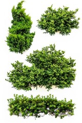 Obraz premium Four different tree species in one landscape