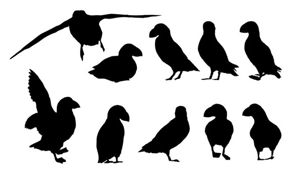 Atlantic puffin silhouettes set. Realistic Fratercula arctica or common puffin birds in different poses. vector birds