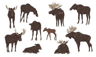 Males with large horns, females and cubs of the European elk Alces alces stand, walk and lie down. Realistic vector animals