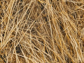 Naklejka premium An up-close view of dry straw with golden brown textures