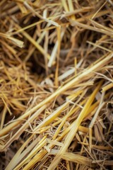 Close-up of dry golden straw with intricate textures