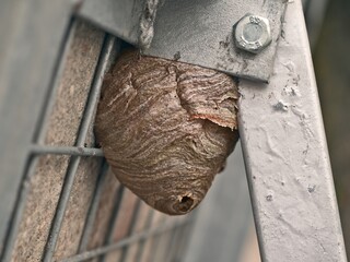 Close-up of a wasp insect nest. Horizontal image with selective focus.
