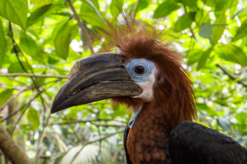 Black-casqued Hornbill - Ceratogymna atrata, portrait of large unique bird from sub-Saharan African forests and woodlands, Uganda.