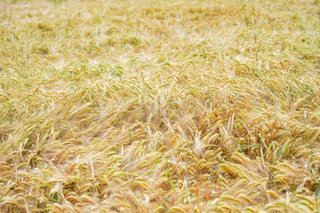 A field with ripened ears of wheat.