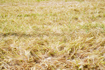 Yellow ears of wheat on a sown field.