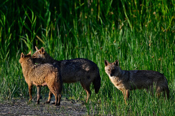 Europäische Goldschakale // European jackals (Canis aureus moreoticus) - Donaudelta, Rumänien