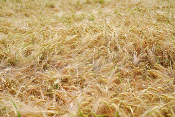 A field with ripened ears of wheat.
