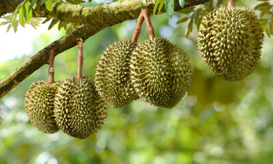 Durian fruit hanging on tree in durian farm.