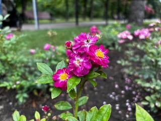 Beautiful flowers by the fountain. Yellow, purple, red and pink roses on a flowerbed. Flowers in pots in a small park. Beauty is nearby