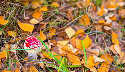 Autumn background with orange fallen leaves and red fly agaric.