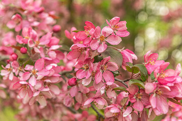 beautiful floral background of blooming decorative apple tree branch close up shallow depth of field