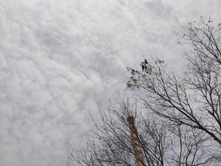 Silhouette of tree branches against white clouds background