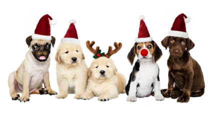 Christmas puppies png sticker, animal on transparent background