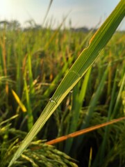 Raindrops on rice plants in a rice field in the countryside, in the morning