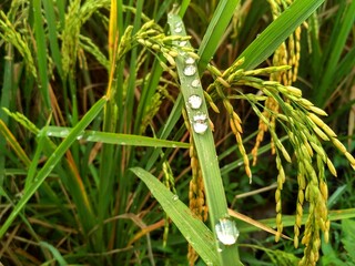 Close up raindrops on rice plants in a rice field