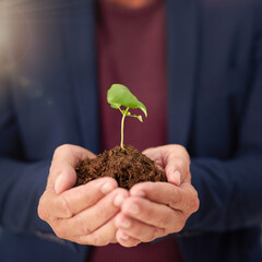 Soil, hands and business person with plant for company growth, investment or startup development. Closeup, hope and palms of employee with fertiliser for profit, sustainability or opportunity