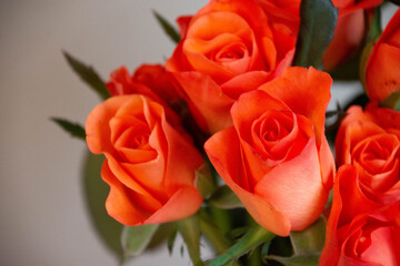 トロピカルアマゾン