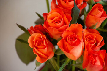 トロピカルアマゾン