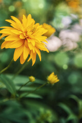 Close-up of a blooming Perennial Rudbeckia yellow flower, emphasizing its floral beauty and natural texture