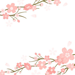 Sakura png  transparent background Hanami festival